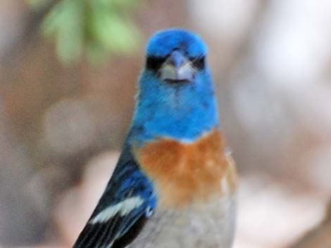 Lazuli Bunting (Passerina amoena)