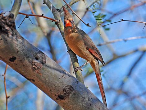 Northern Cardinal (Cardinalis cardinalis)