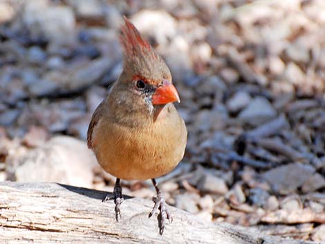 Northern Cardinal (Cardinalis cardinalis)