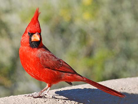 Northern Cardinal (Cardinalis cardinalis)