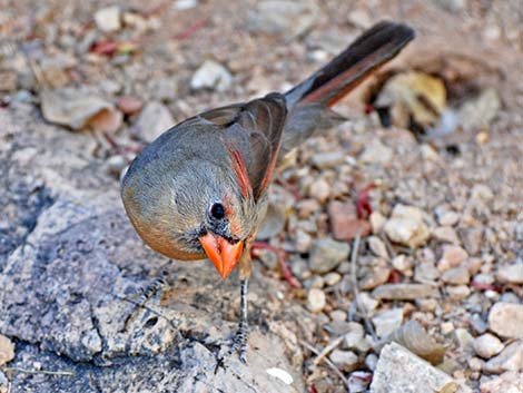 Northern Cardinal (Cardinalis cardinalis)