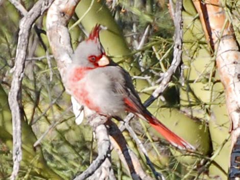 Pyrrhuloxia (Cardinalis sinuatus)