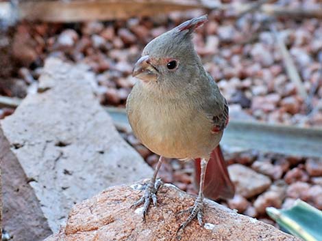 Pyrrhuloxia (Cardinalis sinuatus)