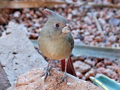 Pyrrhuloxia (Cardinalis sinuatus)