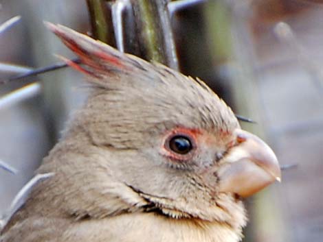 Pyrrhuloxia (Cardinalis sinuatus)