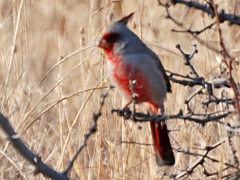 Pyrrhuloxia (Cardinalis sinuatus)