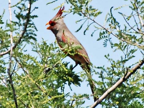 Pyrrhuloxia (Cardinalis sinuatus)