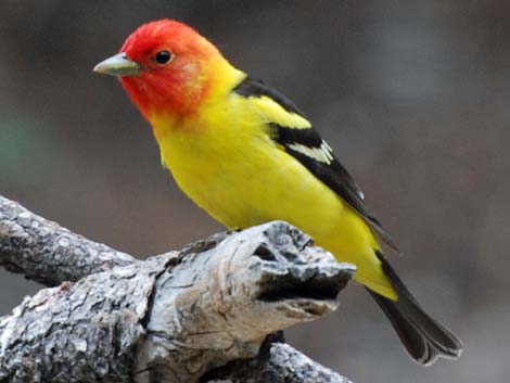 Western Tanager (Piranga ludoviciana)