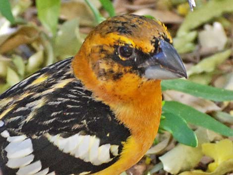 Yellow Grosbeak (Pheucticus chrysopeplus)