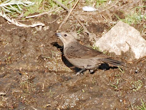 Brown-headed Cowbird (Molothrus ater)