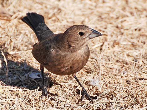 Brown-headed Cowbird (Molothrus ater)