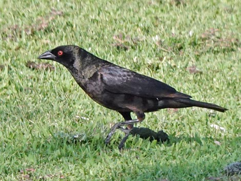 Bronzed Cowbird (Molothrus aeneus)