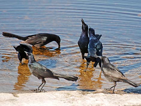 Boat-tailed Grackle (Quiscalus major)