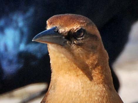 Boat-tailed Grackle (Quiscalus major)