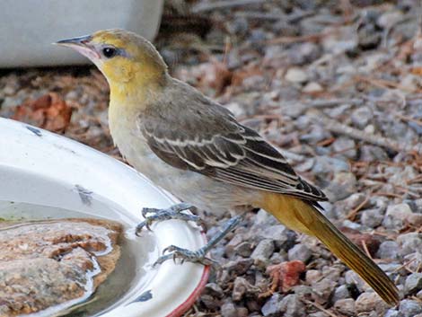 Bullock's Oriole (Icterus bullockii)