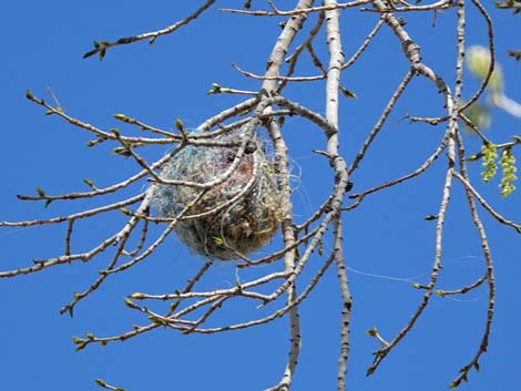 Bullock's Oriole (Icterus bullockii)