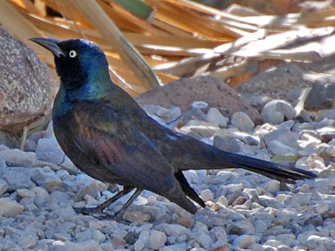 Common Grackle (Quiscalus quiscula)