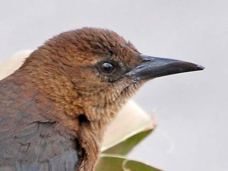 Great-tailed Grackle (Quiscalus mexicanus)