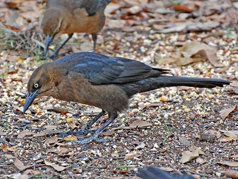 Great-tailed Grackle (Quiscalus mexicanus)