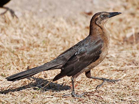 Great-tailed Grackle (Quiscalus mexicanus)