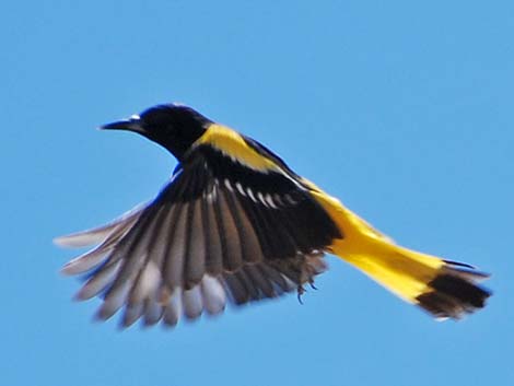 Scott's Oriole (Icterus parisorum)