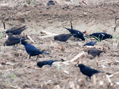 Tricolored Blackbird (Agelaius tricolor)