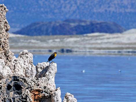 Yellow-headed Blackbird (Xanthocephalus xanthocephalus)