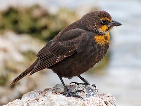 Yellow-headed Blackbird (Xanthocephalus xanthocephalus)