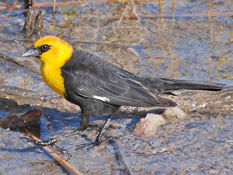 Yellow-headed Blackbird (Xanthocephalus xanthocephalus)