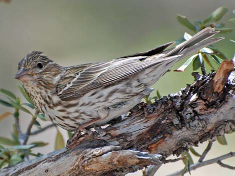 Cassin's Finch (Carpodacus cassinii)