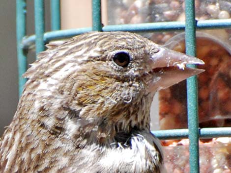 Cassin's Finch (Carpodacus cassinii)