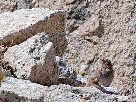 Gray-crowned Rosy-Finch (Leucosticte tephrocotis)