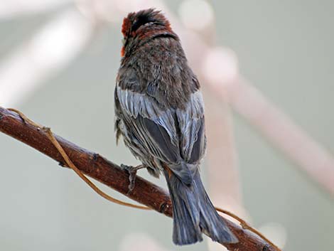 House Finch (Carpodacus mexicanus)