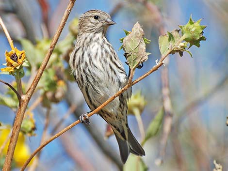 Pine Siskin (Carduelis pinus)