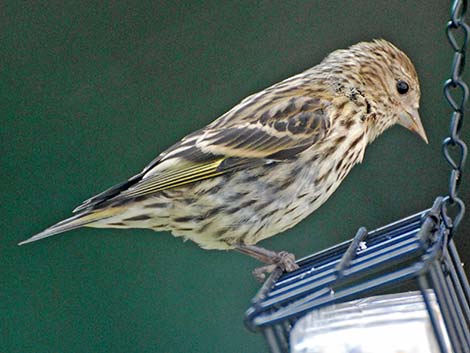 Pine Siskin (Carduelis pinus)