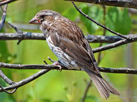 Purple Finch (Carpodacus purpureus)