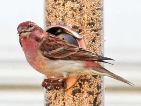 Cassin’s Finch (Carpodacus cassinii)