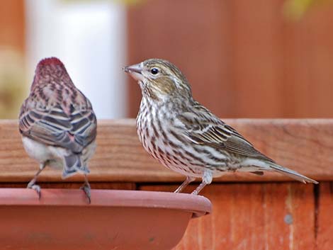 Purple Finch (Carpodacus purpureus)