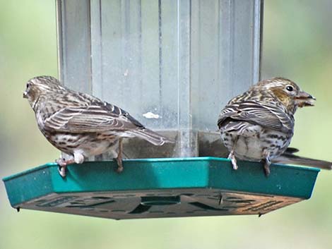 Purple Finch (Carpodacus purpureus)