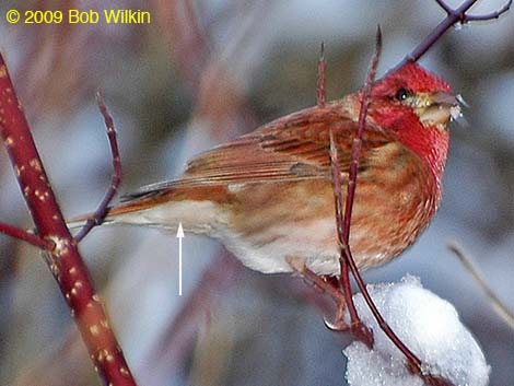 Purple Finch (Carpodacus purpureus)