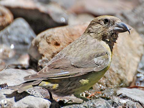 Red Crossbill (Loxia curvirostra)