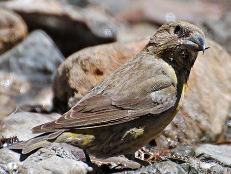 Red Crossbill (Loxia curvirostra)