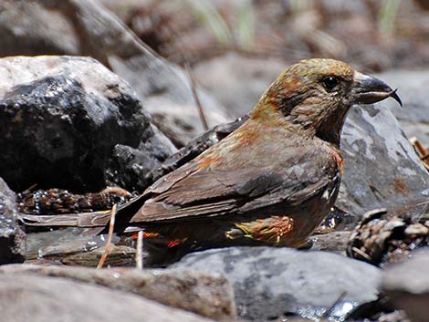 Red Crossbill (Loxia curvirostra)