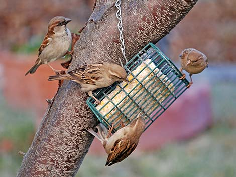 House Sparrow (Passer domesticus)