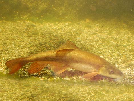 Flannelmouth Sucker (Catostomus latipinnis)