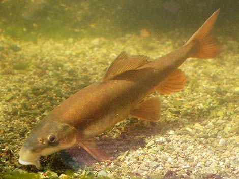 Flannelmouth Sucker (Catostomus latipinnis)