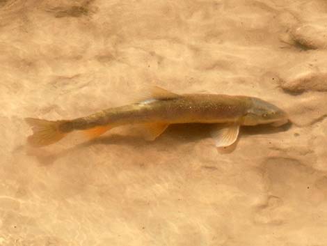 Flannelmouth Sucker (Catostomus latipinnis)