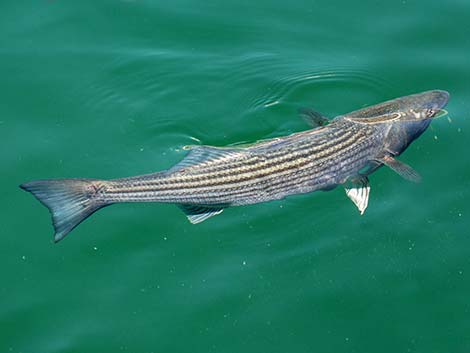 Hybrid Striped Bass (Morone saxatilis)