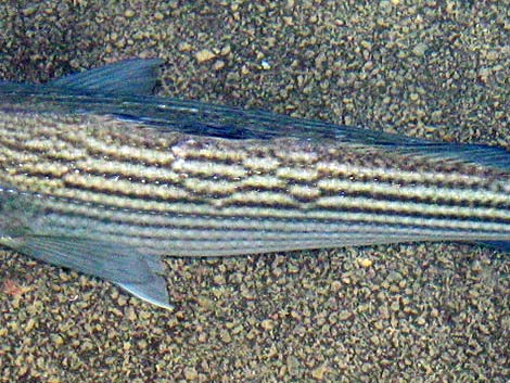 Hybrid Striped Bass (Morone saxatilis)