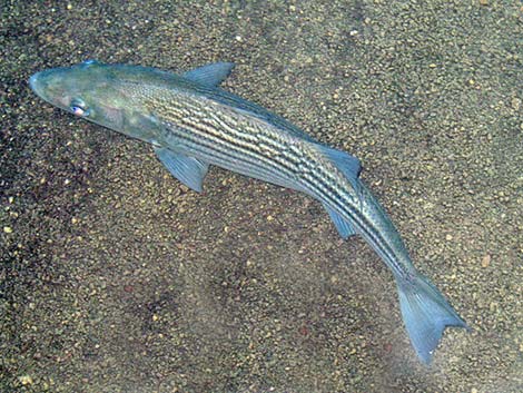 Hybrid Striped Bass (Morone saxatilis)